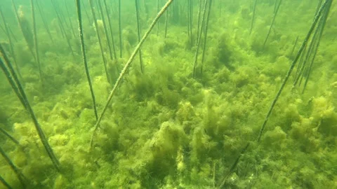 Underwater world Stock Footage 168906927