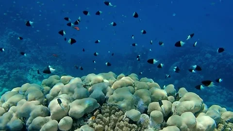 Underwater world Stock Footage 241446137