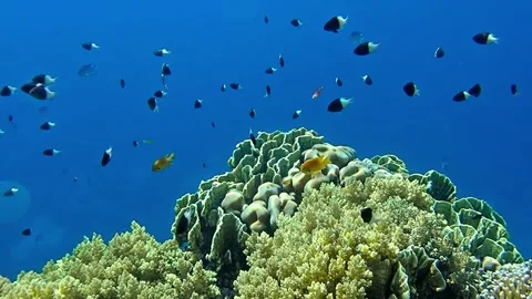 Underwater world Stock Footage 241446138