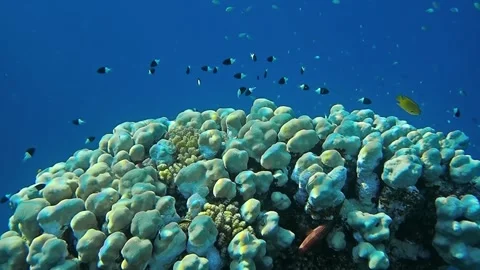 Underwater world Stock Footage 241446198