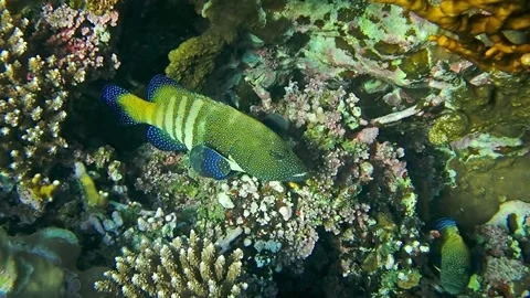 Underwater world Stock Footage 241446202