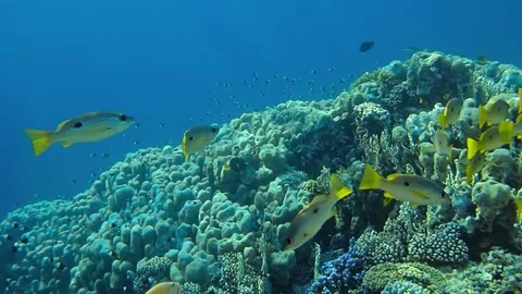 Underwater world Stock Footage 241446235