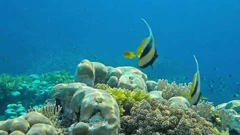 Underwater world Stock Footage 241446260