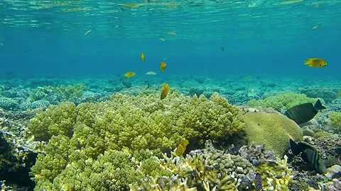 Underwater world Stock Footage 241446278