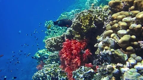 Underwater world Stock Footage 241446309