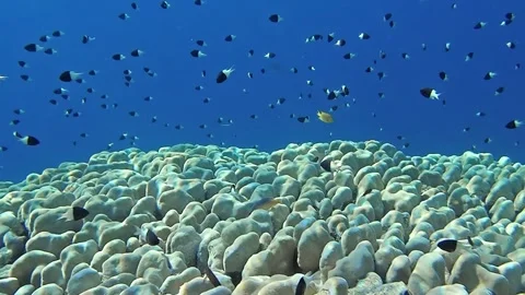 Underwater world Stock Footage 241446327