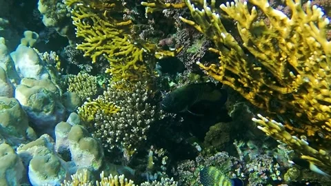 Underwater world Stock Footage 241446467