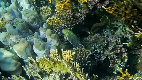 Underwater world Stock Footage 241446533