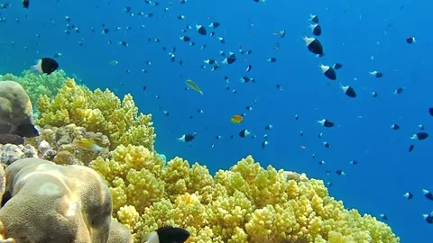 Underwater world Stock Footage 241446541