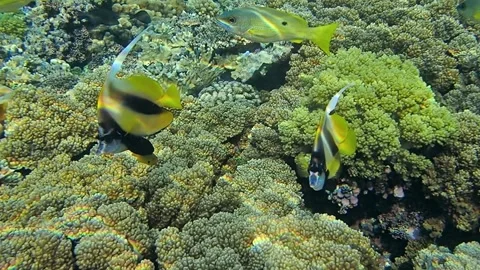 Underwater world Stock Footage 241446607