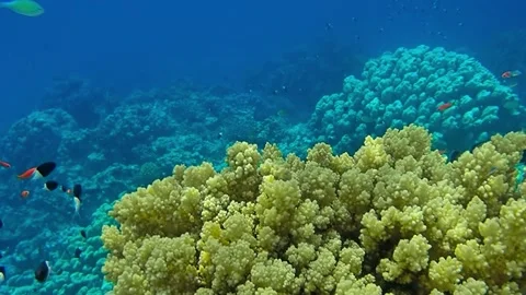 Underwater world Stock Footage 241446635