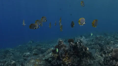 Underwater world Stock Footage 242644607
