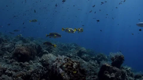 Underwater world Stock Footage 242644697