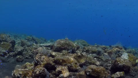 Underwater world Stock Footage 242836092