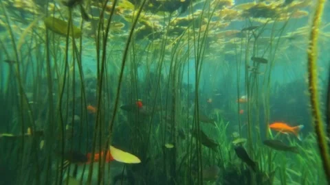 Underwater world 스톡 동영상 310564617