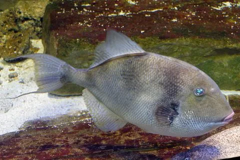 Underwater world with the grey triggerfish also known as gray triggerfish Stock Photos