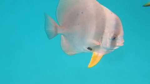 The underwater world of the Indian Ocean. Stock Footage 101871692