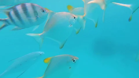 The underwater world of the Indian Ocean. Stock Footage 101974894