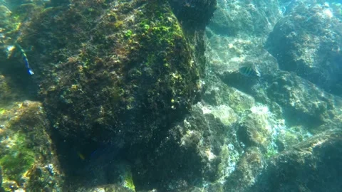 Underwater world in the indian ocean Stock Footage 236370877