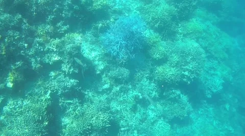 The underwater world of Indonesia. Stock Footage 44915047