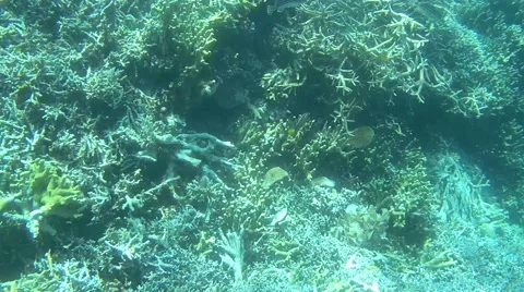 The underwater world of Indonesia. Stock Footage 44915080