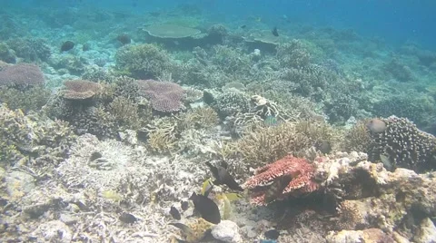 The underwater world of Indonesia. Stock Footage 44915212