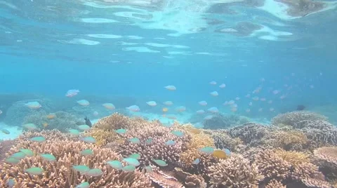 The underwater world of Indonesia. Stock Footage 44915328