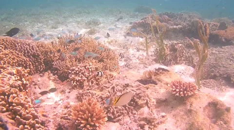The underwater world of Indonesia. Stock Footage 44915451