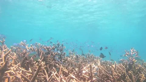 The underwater world of Indonesia. Stock Footage 44915546
