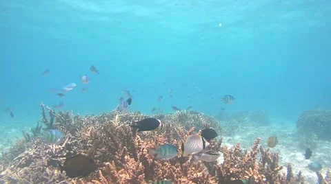 The underwater world of Indonesia. Stock Footage 44915565