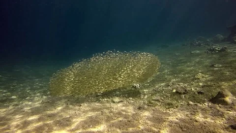 Underwater world a large group of fish red sea egypt Stock-Footage 106964698