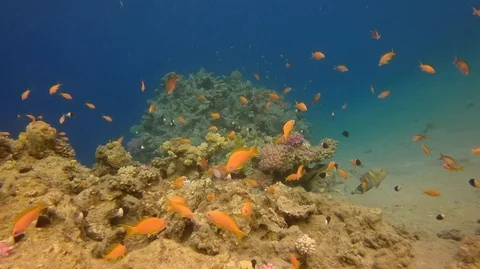 Underwater world a large group of fish red sea egypt Stock Footage 111205672