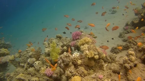 Underwater world a large group of fish red sea egypt Stock-Footage 111222761