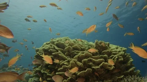 Underwater world a large group of fish red sea egypt Stock-Footage 135762304