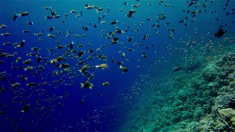 Underwater world  a lot of black fish the abyss red sea egypt blue hole Stock-Footage 106964070