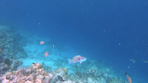 The underwater world of the Maldives Stock Footage 147103377