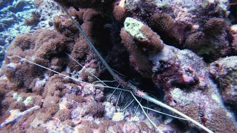 The underwater world of the Maldives Stock Footage 147103457