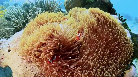 The Underwater World In Manado. Stock Footage 149639958