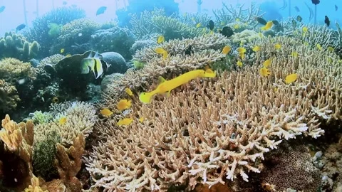 The Underwater World In Manado. Stock Footage 149639986