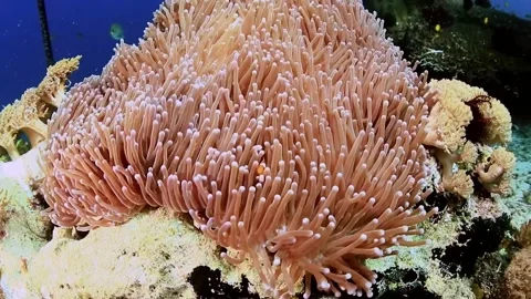 The Underwater World In Manado. Stock Footage 149640031
