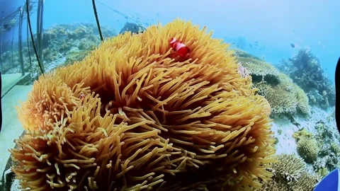 The Underwater World In Manado. Stock Footage 149640126