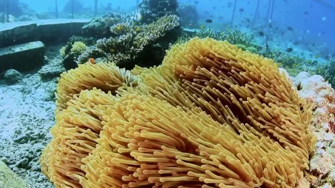 The Underwater World In Manado. Stock Footage 149640144