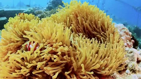 The Underwater World In Manado. Stock Footage 149640161
