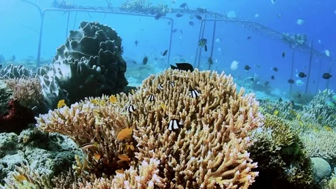 The Underwater World In Manado. Stock Footage 149640164