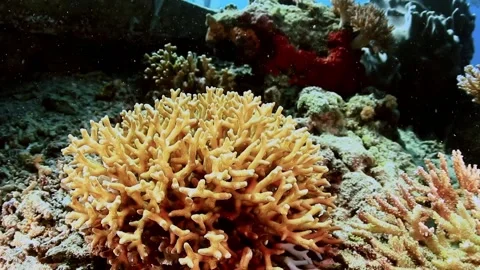 The Underwater World In Manado. Stock Footage 149640168