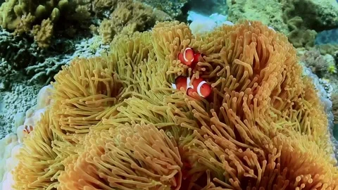 The Underwater World In Manado. Stock Footage 149640188