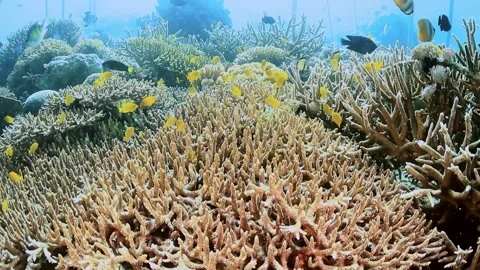 The Underwater World In Manado. Stock Footage 149640202