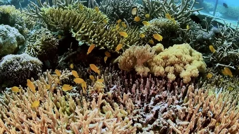 The Underwater World In Manado. Stock Footage 149640234