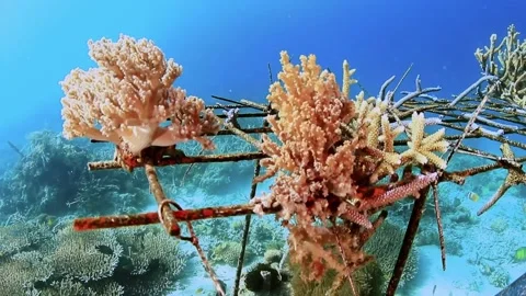 The Underwater World In Manado. Stock Footage 149640241