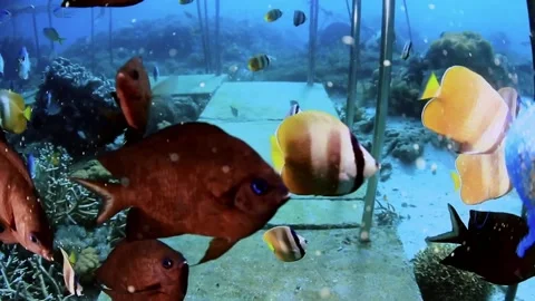 The Underwater World In Manado. Stock Footage 149640261